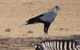 Sekretär